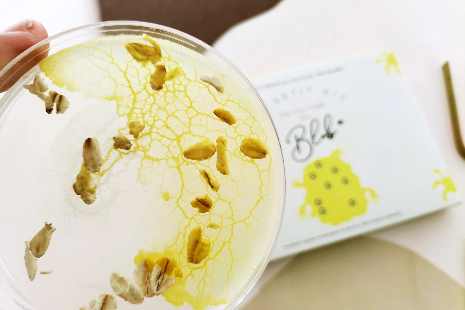 Slime Mould Kit – Sleeping Blob, Petri Dish and Agar - Weergave 2