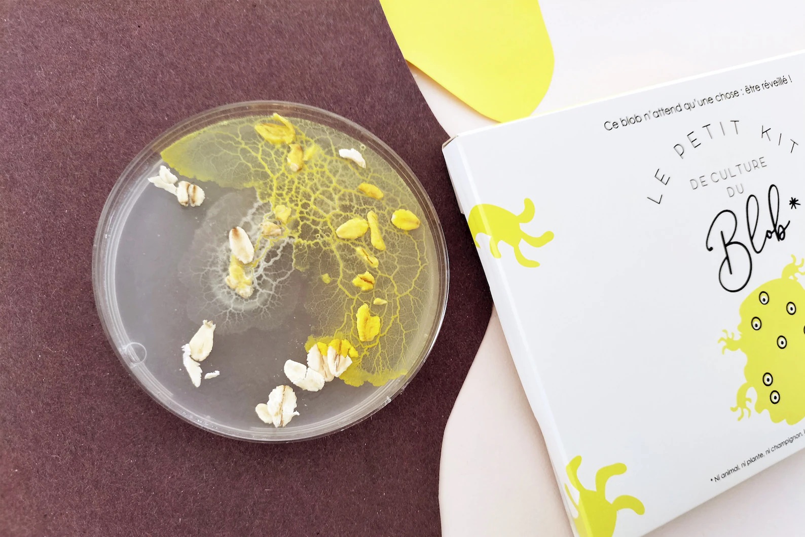 Slime Mould Kit – Sleeping Blob, Petri Dish and Agar - Weergave 7